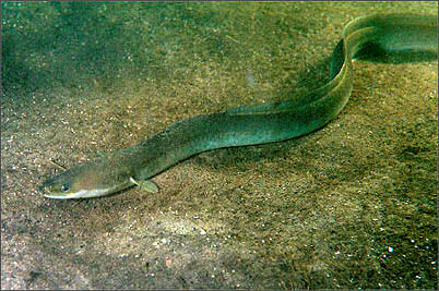 20120521-eel Anguilla_anguilla.jpg